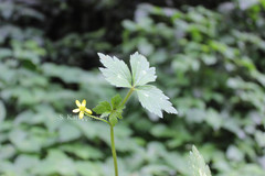 Ranunculus wallichianus